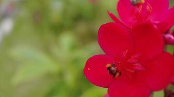 Makro Nahaufnahme Blumen und Bienen video