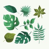 colección de elementos de la naturaleza de follajes de verano vector
