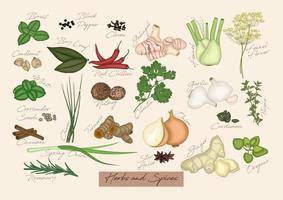 Collection of herbs and spices vector
