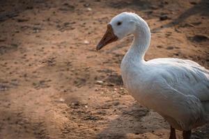 Beautiful image of Indian Swan images photo