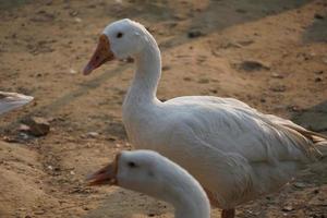 Beautiful image of Indian Swan images photo