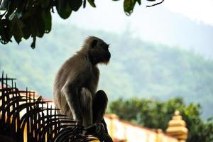 ape image in forest with mountains photo