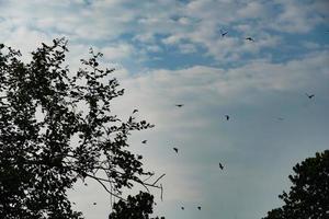 cielo con pájaros fondo hd foto