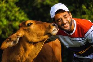 man with beautiful cow and man playing with cow -animal care image photo