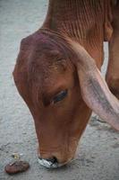 cute cow indian images adorable cow photo