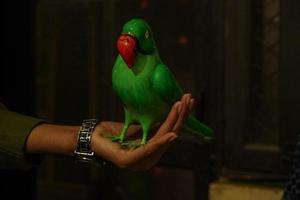 títere pájaro parot en balck hombre mágico foto