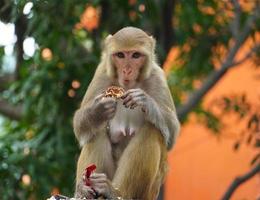 Monkey eating food in the forest photo