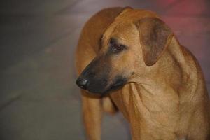 a street dog image on road photo