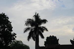 image of green tree at outdoor photo