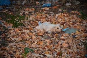 alone dog images- a alone street dog hungry image photo