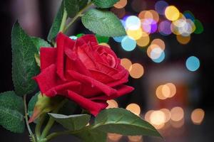 red rose image with bokhe BG in night