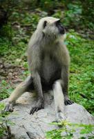 ape image in forest with mountains photo