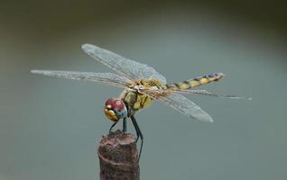 close-up Dragenfly sitting on a line photo