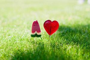 candy canes in the grass in the sunshine photo