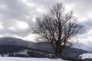 Spruce mountain forest covered by snow. photo