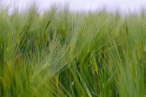 Green young wheat close-up. photo