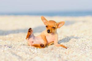 terrier resting on the sea photo