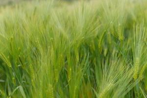 Green young wheat close-up. photo