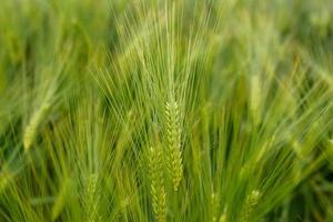 primer plano de trigo joven verde. foto