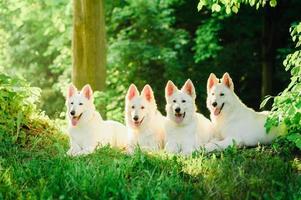 White Swiss shepherd on walk photo