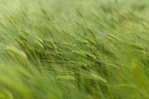 primer plano de trigo joven verde. foto