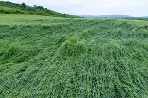 Green young wheat close-up. photo