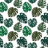 Seamless texture of green monstera leaves, foliage pattern, natural abstract background vector