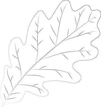 It is a Decorative Element to Decorate Autumn Designs of Oak Leaf in Linear Style vector