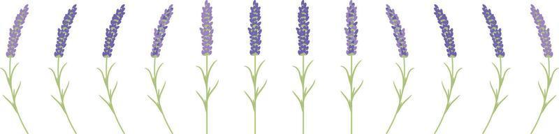 Lavender Branches for Postcard Decoration vector