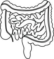 intestinos gruesos y delgados en estilo garabato órganos humanos vector