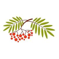 Autumn rowan branch with leaves, isolated on a white background. Vector illustration, hand drawn elements