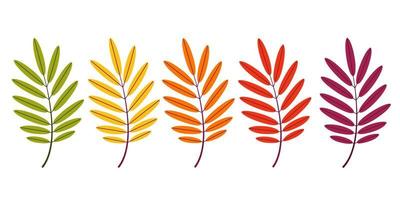 A set of vector rowan leaves on a white isolated background. Autumn rowan leaf for the design of greeting cards, holiday banners and posters.