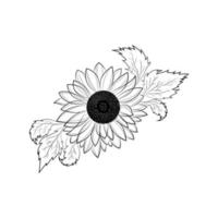 Sunflower Drawing Illustration on White background. vector