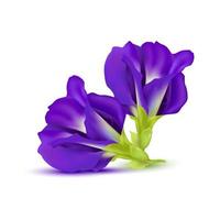 Blue pea flower or Butterfly pea purple isolated on white background. Clitoria ternatea Vector EPS10.