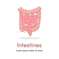 Realistic flat vector illustration of small and large intestine. Human internal organ, digestive tract. Vector illustration isolated on white background.