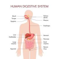 Anatomy of the human digestive organs with description of the corresponding functions internal organs. Anatomical vector illustration in flat style isolated over white background.