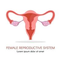 Uterus and ovaries, organs of female reproductive system vector