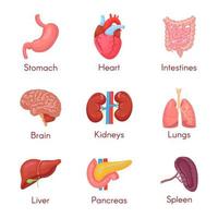 Human anatomy internal organ set with brain, lungs, intestine, heart, kidney, pancreas, spleen, liver and stomach. Vector isolated illustration