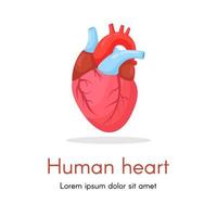 Human heart isolated on white background. Cardiology, anatomy concept. Vector cartoon design