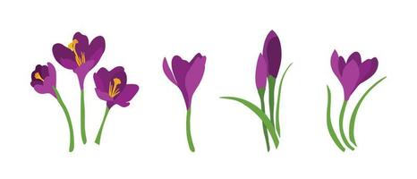 A set of different crocuses for decoration vector