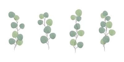 eucalipto, árbol de goma, follaje, hojas y ramas naturales. conjunto de diseñador dibujado a mano en estilo acuarela. vector decorativo hermosa elegante ilustración
