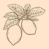 Lemons on twig with leaves and flowers vintage illustration vector