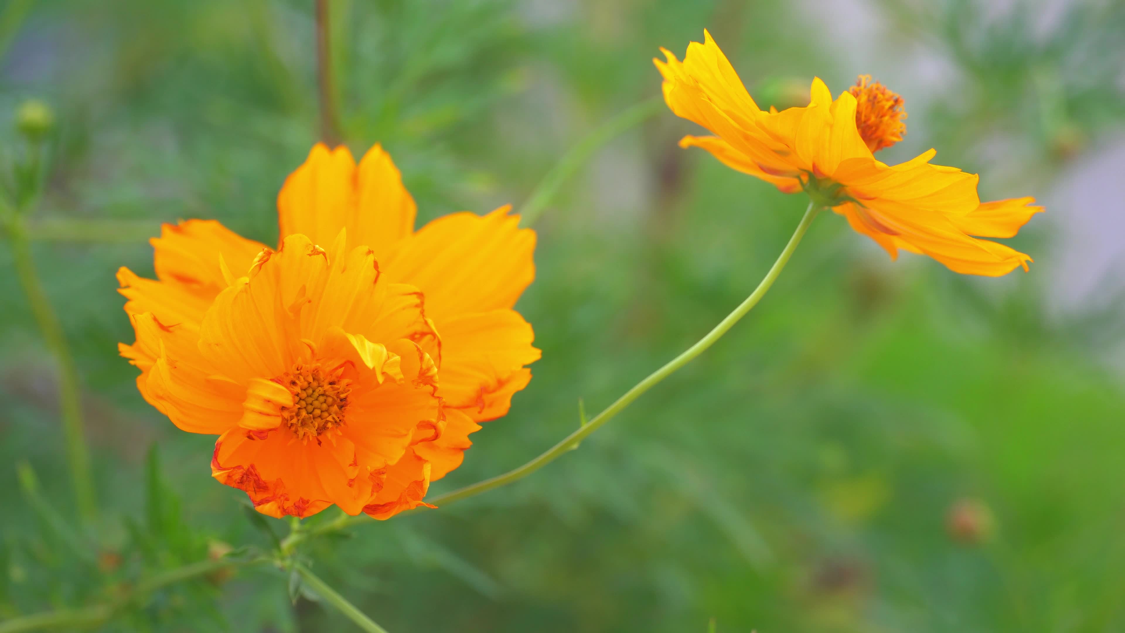 Hoa cosmos màu cam rực rỡ sẽ khiến bạn say đắm vào sức hấp dẫn tự nhiên. Với độ phân giải 4K và màu sắc tuyệt đẹp, video sẽ đưa bạn vào trải nghiệm khắc khoải của một loài hoa đẹp đến từ thiên nhiên!