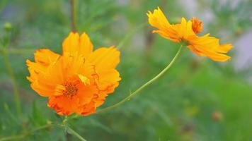 video 4k. natura astratta sfondo del fiore di cosmo colore arancione fiore in giardino. sfocato di rami di cosmo verde. muoviti con il vento.
