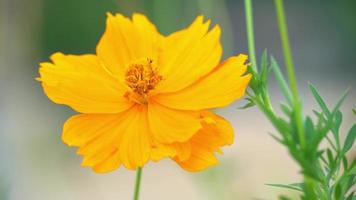 Video 4K. Abstract nature background of cosmos flower orange color blossom in garden. Blurred of branches of green cosmos. move with the wind.