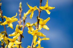 flores amarillas de primavera forsythia de cerca. foto