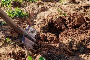 Digging up the earth with a hand shovel. photo