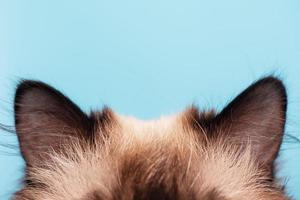 Part of the snout. Cat's ears on a blue background. The young cat is purebred. photo