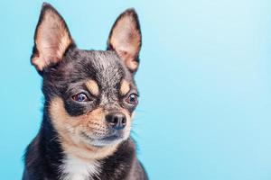 Black Chihuahua dog on a blue background. Mini dog. photo