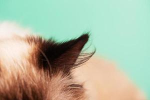 Part of the snout. Cat's ear on a blue background. The young cat is purebred. photo